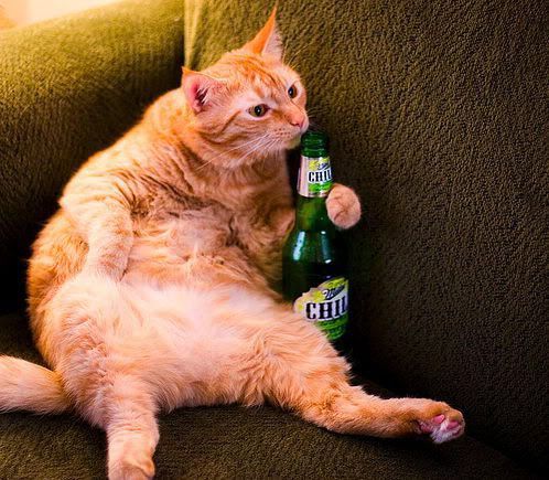 Gatos Borrachos