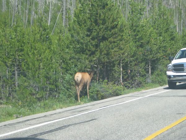 Yellowstone Campout