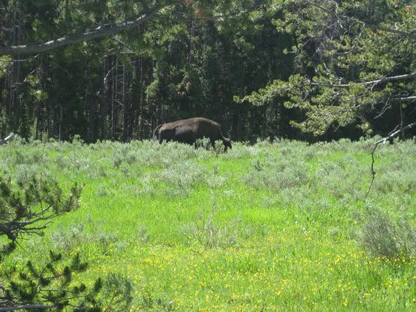 Yellowstone Campout