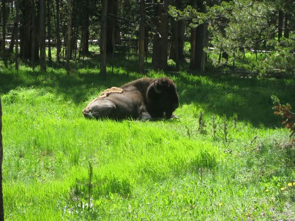 Yellowstone Campout