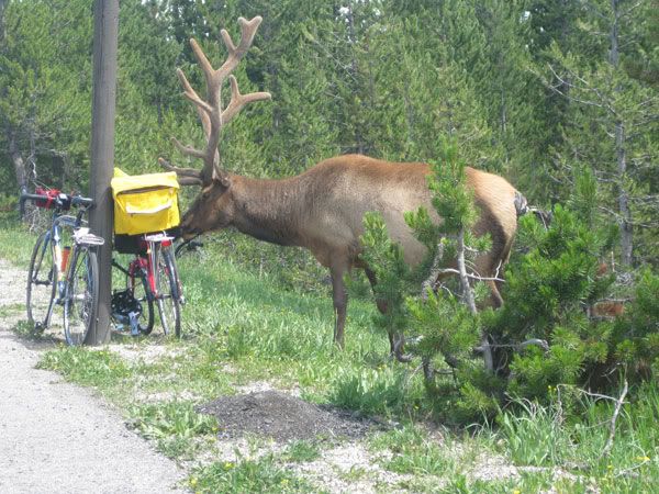 Yellowstone Campout