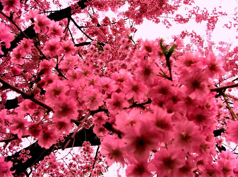 Pink_Flowers.jpg