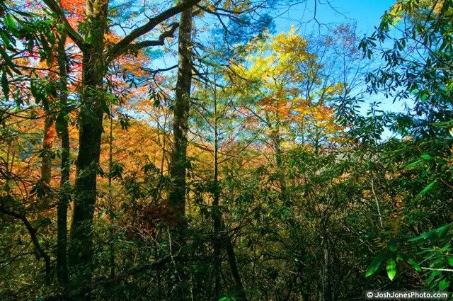 Boogerman Trail at Great Smoky Mountain National Park - Photo by Josh Jones