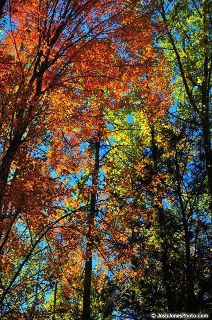 Boogerman Trail at Great Smoky Mountain National Park - Photo by Josh Jones