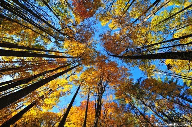 Boogerman Trail at Great Smoky Mountain National Park - Photo by Josh Jones