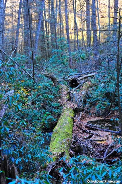 Boogerman Trail at Great Smoky Mountain National Park - Photo by Josh Jones