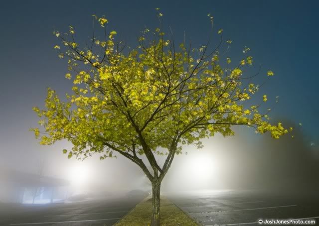Foggy Tree - Josh Jones Photo
