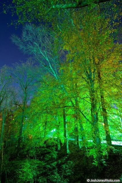 Woods at night - Josh Jones Photo