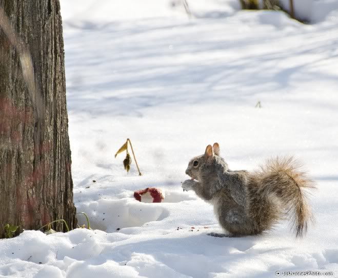 Spencerport Squirrels -   Photo by Josh Jones