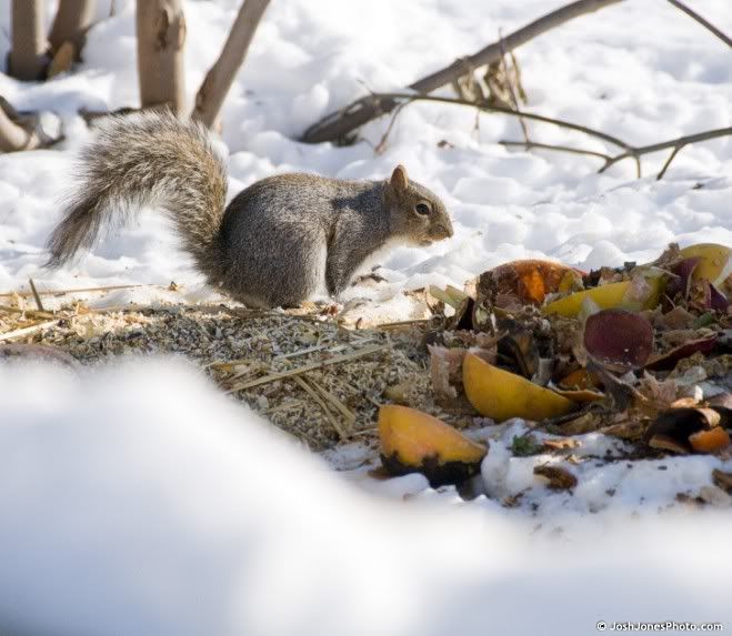 Spencerport Squirrels - Photo by Josh   Jones