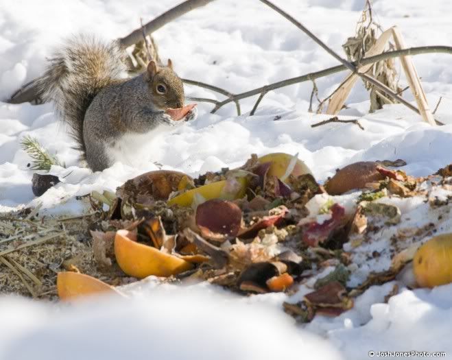 Spencerport Squirrels - Photo by Josh   Jones