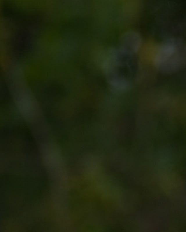 Fotografie
