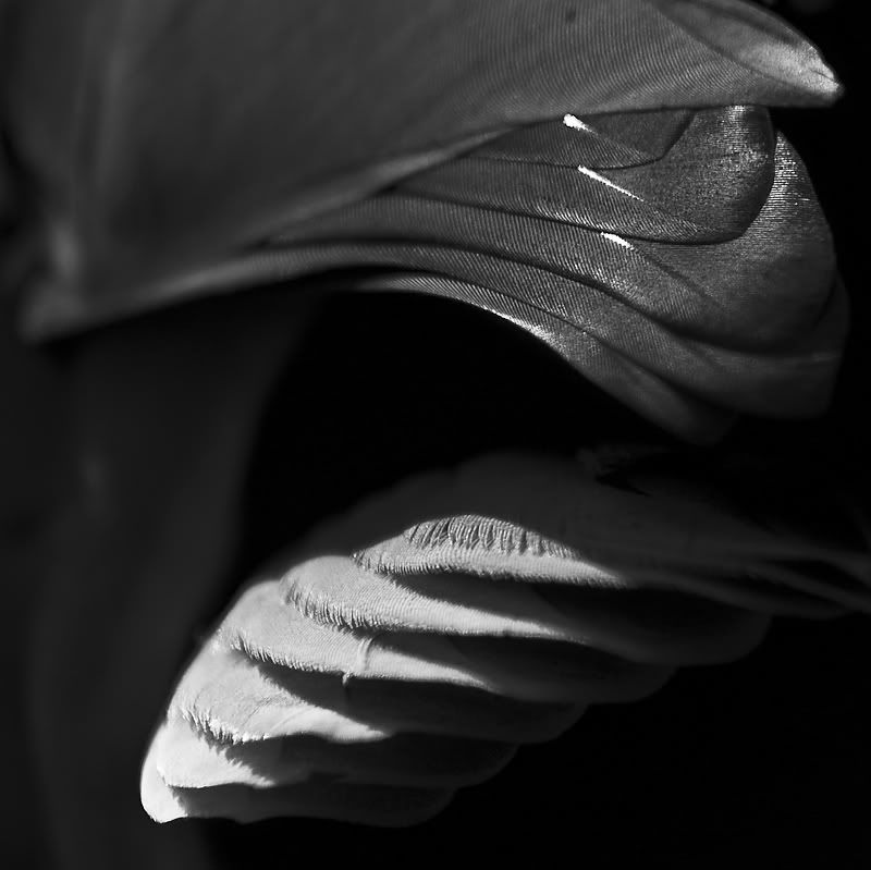 Fotografie