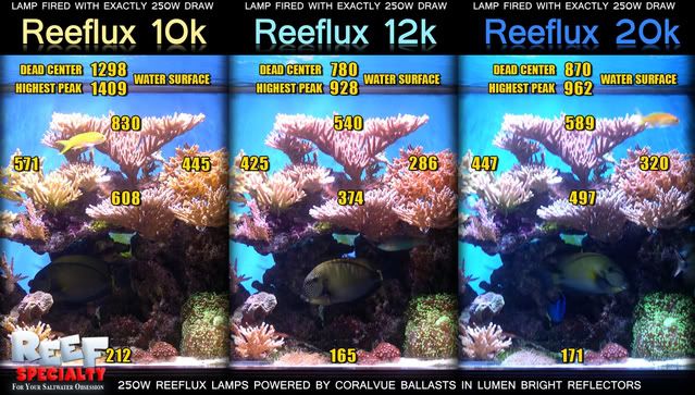 Reeflux_group_par.jpg