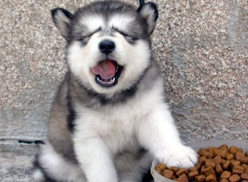 http://i372.photobucket.com/albums/oo165/a7410258/husky.jpg