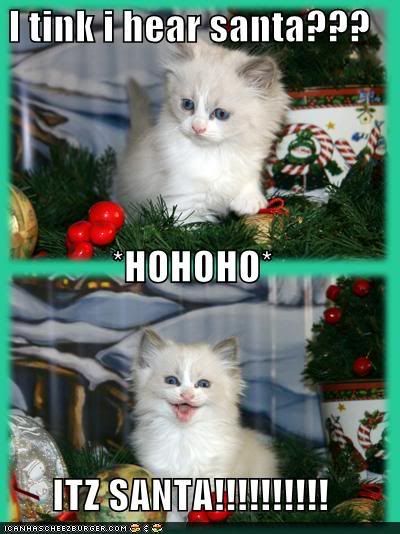 Santa Kitty Pictures, Images and Photos