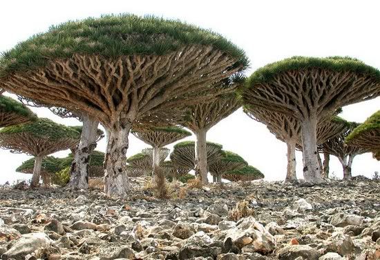 socotra-island-1042.jpg