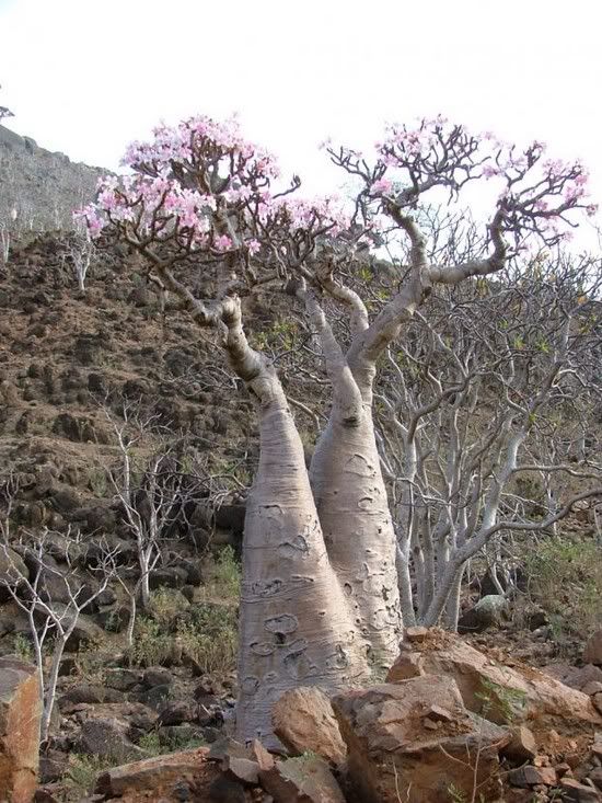 socotra-island-1150.jpg