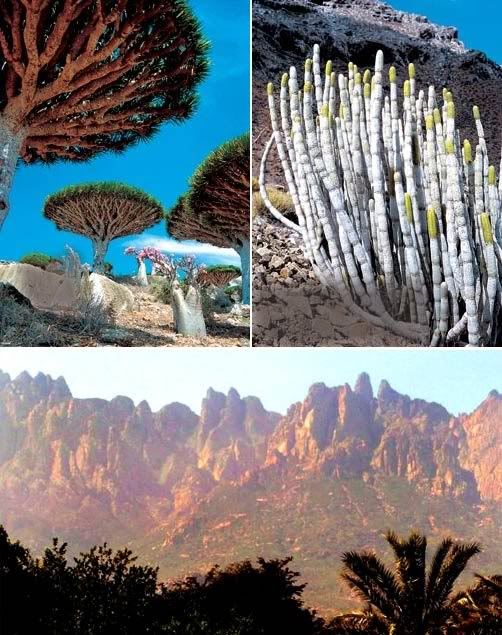 socotra-island-300.jpg