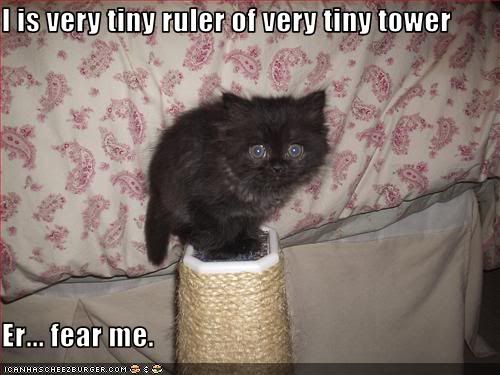 funny rules. funny-pictures-kitten-rules-a-