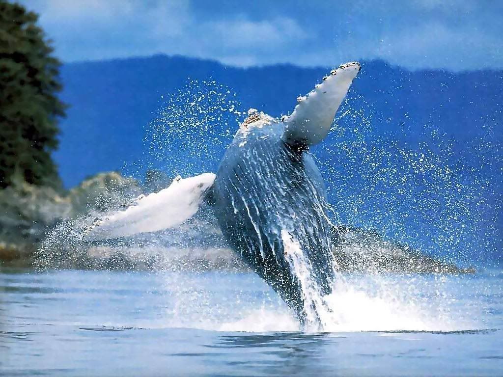 whale photo: humpback whale humpback_whale_02.jpg
