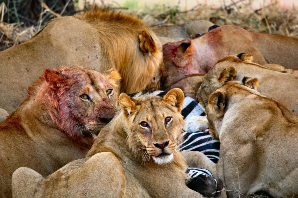 lions-eating-a-delicious-black-and-.jpg