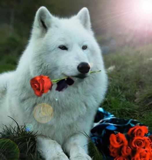 The_Wolf_With_the_Red_Roses_by_Hear.jpg