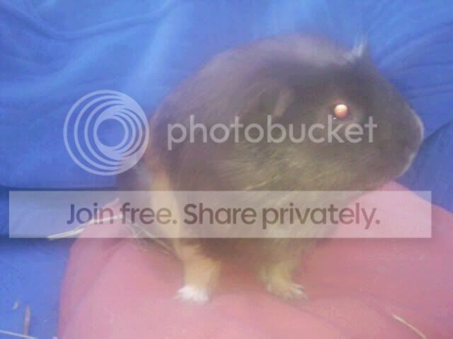 011009rolo2.jpg