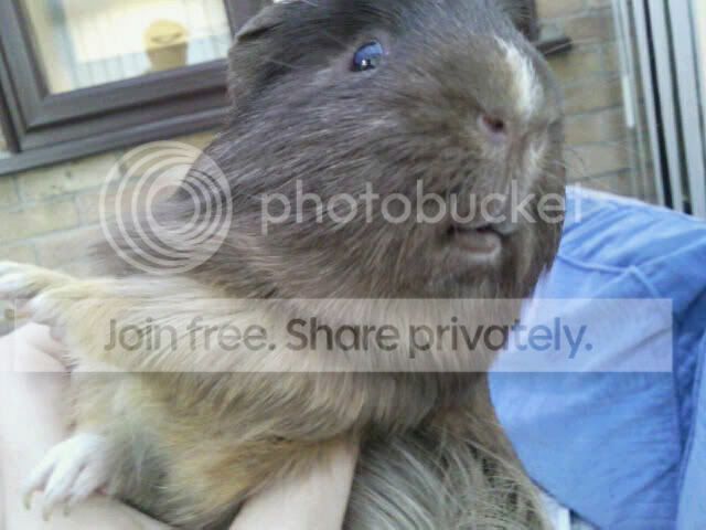piggylips2.jpg