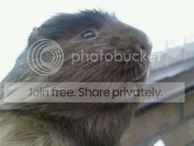 piggylips3.jpg