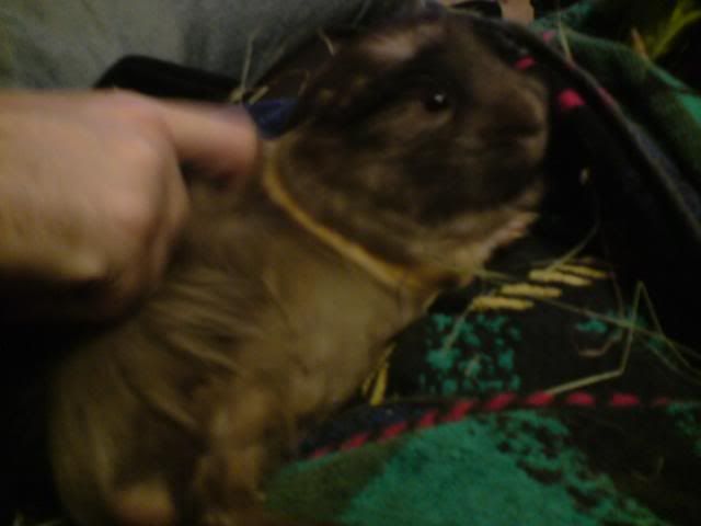 rolo.jpg