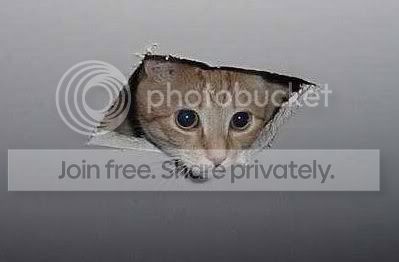 https://i372.photobucket.com/albums/oo169/DeltaRay235/ceilingcat.jpg